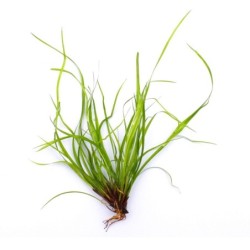 Dennerle Plants Juncus...