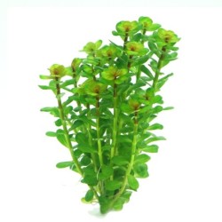 Dennerle Plants Rotala...