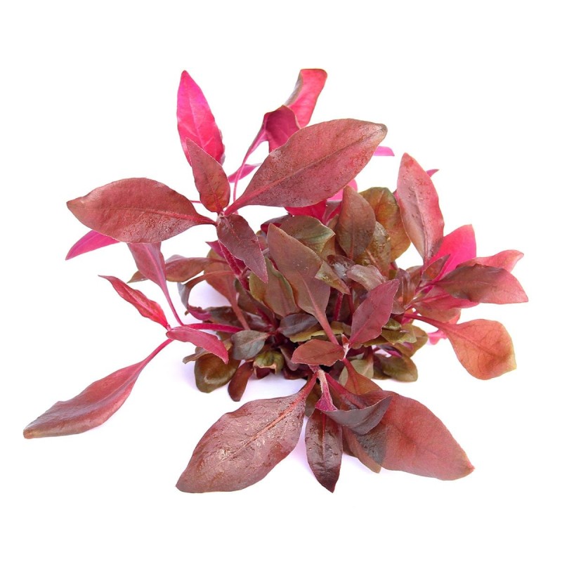 Dennerle Plants Alternanthera reineckii ´Lila´ In-Vitro