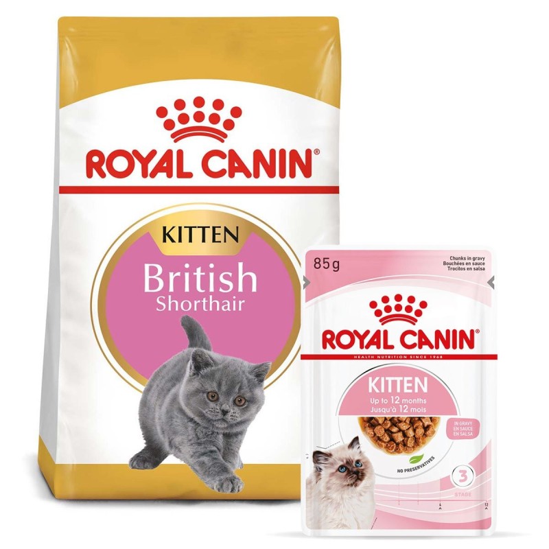 ROYAL CANIN KITTEN British Shorthair 2kg und  Kitten in Soße 12x85g