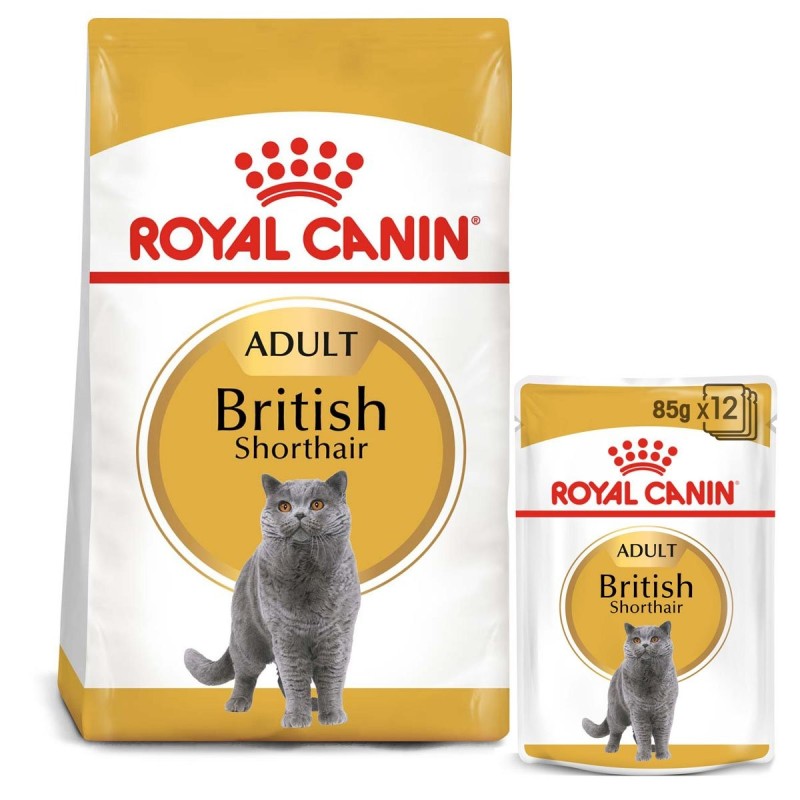 ROYAL CANIN ADULT British Shorthair 10kg und  Nassfutter in Soße 48x85g