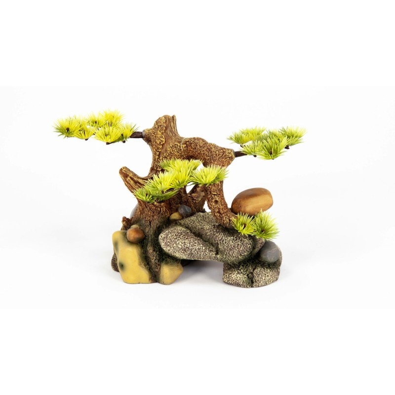 aquatlantis Bonsai auf Stein