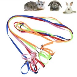 Parrot Pet Leash Training...