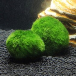 3-4 cm Marimo Moosbälle...