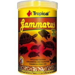 Tropical Gammarus -...