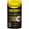 Tropical Crickets - 100 ml