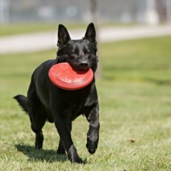 KONG Flyer Frisbee Classic...