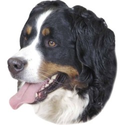 Aufkleber Nobby Pet Bernese...