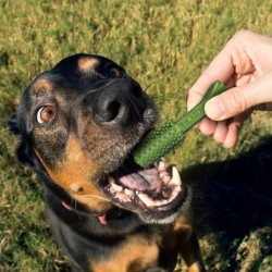 Set mit 4 Hundespielzeugen...