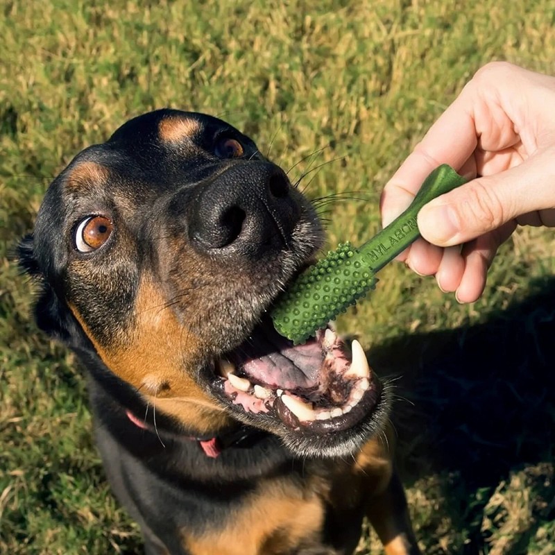 Set mit 4 Hundespielzeugen Nylabone Nutri Dent Large TU