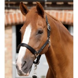 Halfter Premier Equine