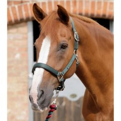 Halfter Premier Equine