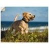 Artland Wandfolie »Hundebaby springt am Strand«, Haustiere, (1 St.), selbstklebend