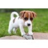 Papermoon Fototapete »JACK RUSSEL-WELPE TERRIER HUND WIESE PARK LANSSCHAFT«