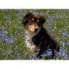 Papermoon Fototapete »Hütehund Welpe Australian Sheppard in Blumenwiese«