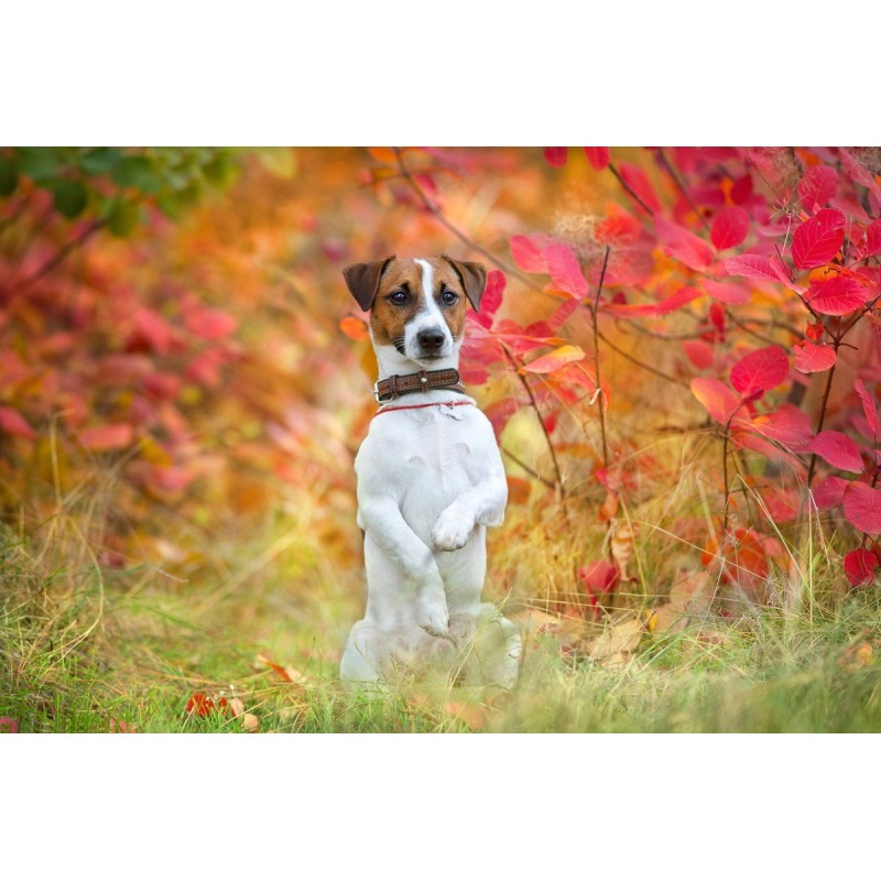 Papermoon Fototapete »Hund in Natur«