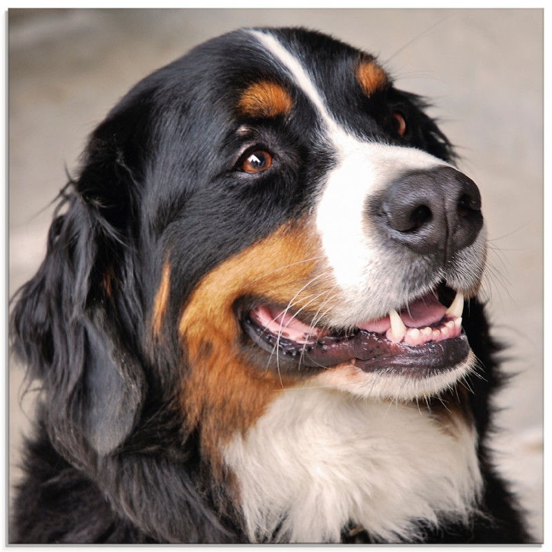 Artland Glasbild »Berner Sennenhund«, Haustiere, (1 St.), in verschiedenen Größen