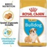 Royal Canin Bulldog Puppy - 3 kg