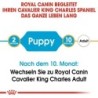 Royal Canin Cavalier King Charles Puppy Hundefutter - 1,5 kg