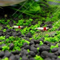 Pack Aquarium Pflanzen...