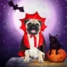 Cosplay Haustierkostüme Geschenk für kleine Hunde Katzenaccessoires Haustierkleidung Halloween Katze Vampirumhang Kätzchen We