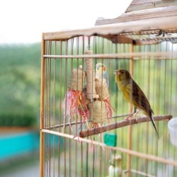 Bird Toys, Bird Shredding...