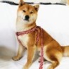 Geschirr für kleine Hunde, mittelgroße Hunde, Hunde-Spazierleine, Shiba Inu-Geschirr, Anti-Flip-Brustgurt mit Arabeskenmuster