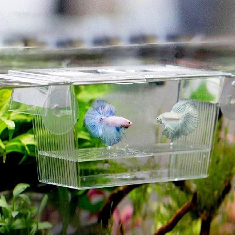 Aquarium Guppy Doppelzucht Züchter Aufzucht Trap Box Brüterei