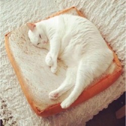 Toastbrot Katzenbett...