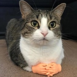 Lustiges Katzenspielzeug Kleine Handschuhe Katzenfingerärmel Mini-Handmodell Silikon kleine Handschuhe Katzenmassagewerkzeuge