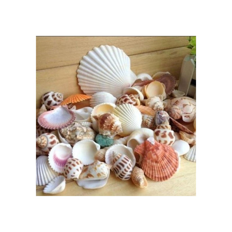 100g Gemischte Meer Strand Muscheln Handwerk Muscheln Aquarium Dekor Foto Requisiten