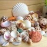 100g Gemischte Meer Strand Muscheln Handwerk Muscheln Aquarium Dekor Foto Requisiten