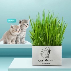 Grassamen für Katzen ohne...