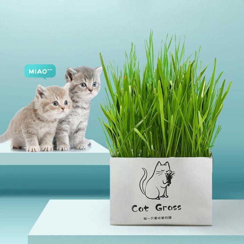 Grassamen für Katzen ohne Erde, Hydrokultur, zur Reinigung der Mundhöhle