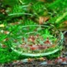 Yousheng Crystal Red Cherry Garnelen runder Futternapf aus Glas für Aquarien