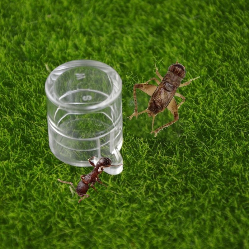 Cricket-Acryl, rund, langlebig, Ameisen-Wasserspender, Ameisen-Nest-Haus, Ameisen-Futterspender, Reptilien-Trinkschale