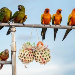 Hängendes Vogelspielzeug,...