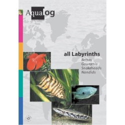 Animalbook All Labyrinths -...