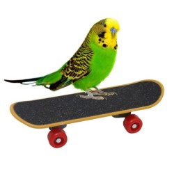 1 Stücke Haustier Vogel Ausbildung Papagei Lustige Intelligenz Mini Skateboard Werkzeug Für Sittich Nymphensittiche Ausbildun