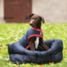 Horseware Rambo Waterproof Dog Rug 100g