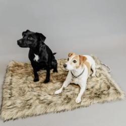 Kentucky Dogwear Dog Bed to...