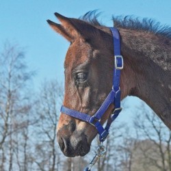 Busse Halfter FOHLEN - royalblau