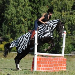 Bucas Buzz-Off Riding - zebra