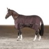 Equiline Clint Paddock Rug 200g - brown