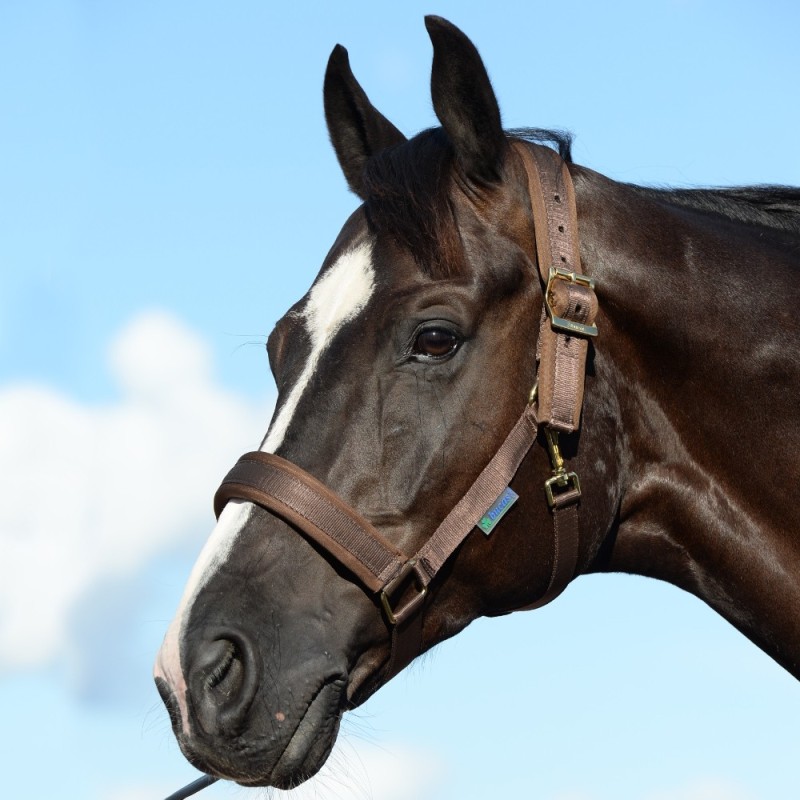 Bucas Freedom Halfter Dublin Gr. Warmblut - Brown