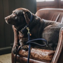 Kentucky Dogwear Halsband...