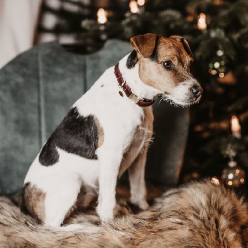 Kentucky Dogwear Halsband Dog Collar "Corduroy" - Bordeaux