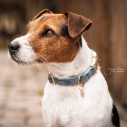 Kentucky Dogwear Halsband...