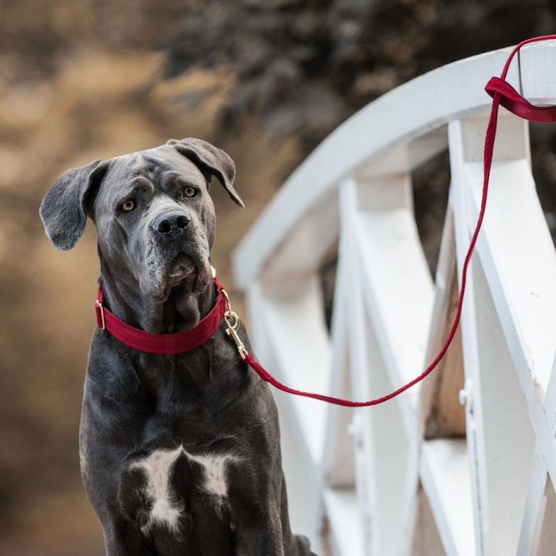 Kentucky Dogwear Hundeleine Dog Lead "Corduroy" - Red