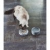 MiaCara Piatto Cat Bowl Concrete